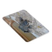 Alligator, Fort Lauderdale, Florida Magneet (Rechterzijde)