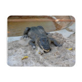 Alligator, Fort Lauderdale, Florida Magneet (Horizontaal)