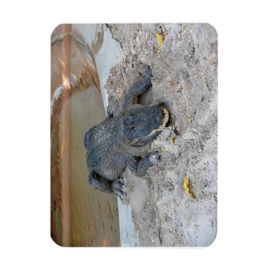 Alligator, Fort Lauderdale, Florida Magneet (Verticaal)