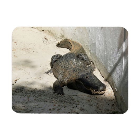 Alligator, Fort Lauderdale, Florida Magneet (Horizontaal)