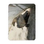 Alligator, Fort Lauderdale, Florida Magneet (Verticaal)