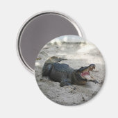Alligator, Fort Lauderdale, Florida Magneet (Voorkant / Achterkant)