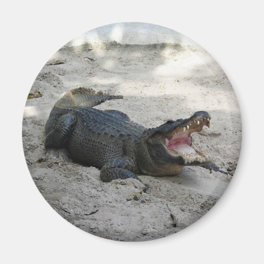 Alligator, Fort Lauderdale, Florida Magneet (Voorkant)