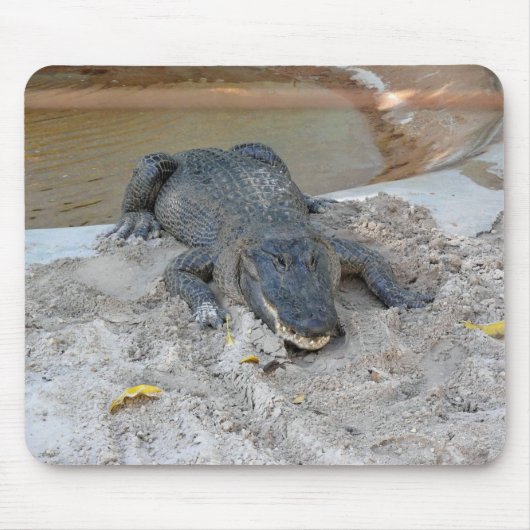 Alligator, Fort Lauderdale, Florida Muismat (Voorkant)