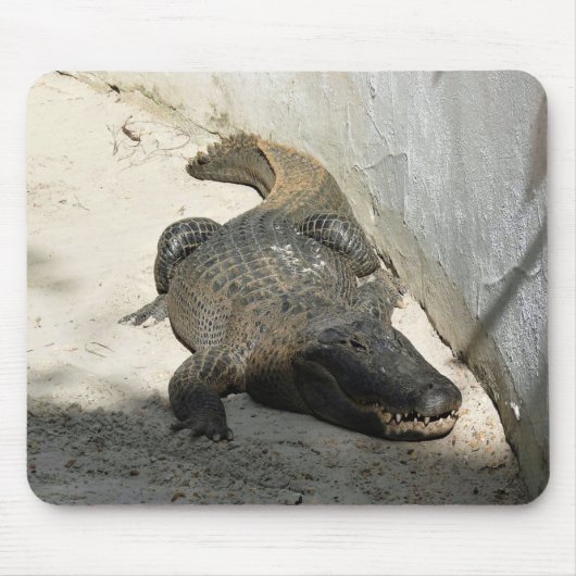 Alligator, Fort Lauderdale, Florida Muismat (Voorkant)