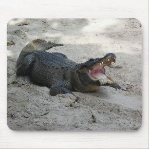 Alligator, Fort Lauderdale, Florida Muismat