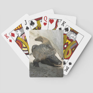 Alligator, Fort Lauderdale, Florida Pokerkaarten