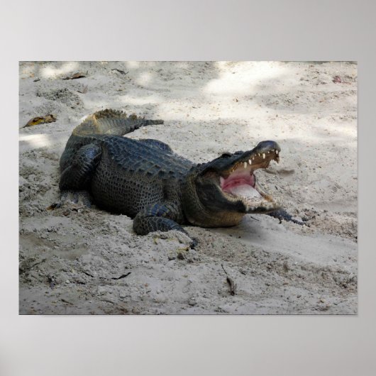 Alligator, Fort Lauderdale, Florida Poster (Voorkant)