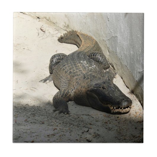Alligator, Fort Lauderdale, Florida Tegeltje (Voorkant)
