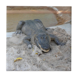 Alligator, Fort Lauderdale, Florida Tegeltje