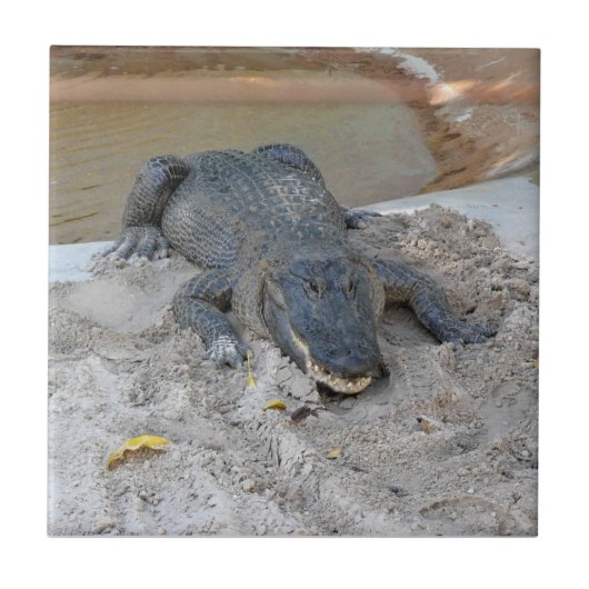 Alligator, Fort Lauderdale, Florida Tegeltje (Voorkant)
