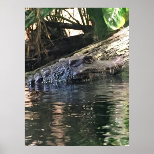 Alligator Foto Poster