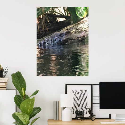Alligator Foto Poster (Thuiskantoor)