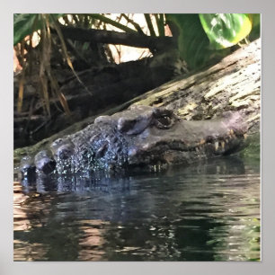 Alligator Foto Poster