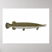 Alligator Gar Poster (Voorkant)
