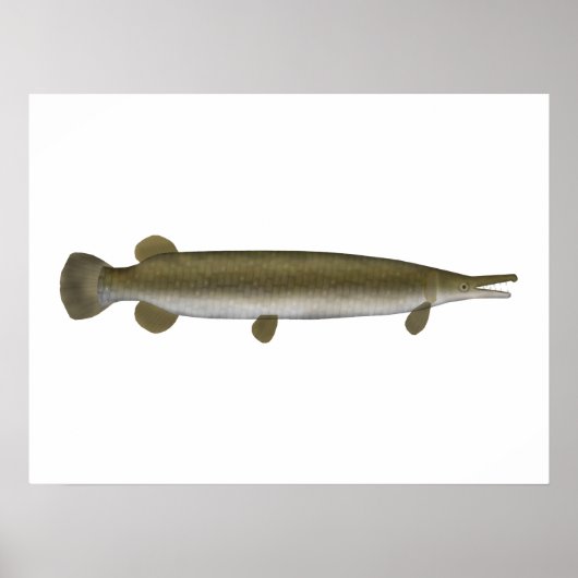 Alligator Gar Poster (Voorkant)
