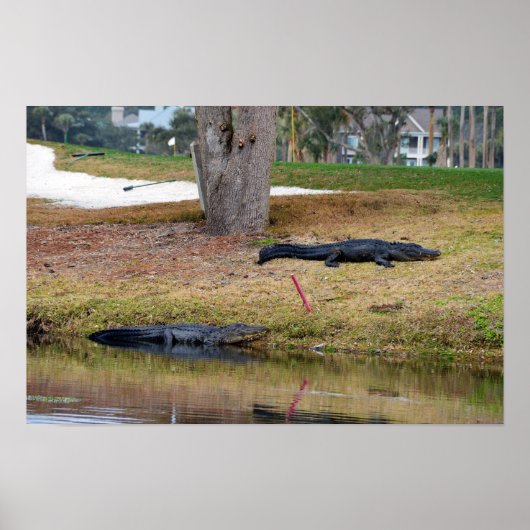 Alligator Gevaar op Golfbaan Poster (Voorkant)