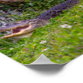 Alligator Grass Viera Wetlands Florida Poster (Hoek)