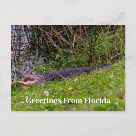 Alligator Greetings uit Florida personaliseert Briefkaart (Voorkant)