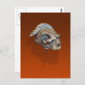 Alligator hagedis op een Briefkaart van de Cat Sku (Voorkant / Achterkant)