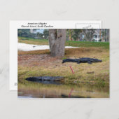 Alligator Hazard op de Golfcursus Briefkaart (Voorkant / Achterkant)