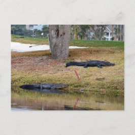 Alligator Hazard op de Golfcursus Briefkaart