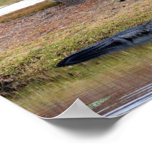 Alligator Hazard op Golfcursus Poster (Hoek)