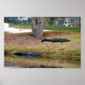 Alligator Hazard op Golfcursus Poster (Voorkant)