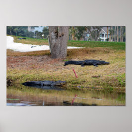 Alligator Hazard op Golfcursus Poster