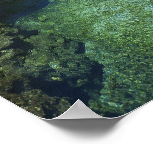 Alligator Hole, Black River Town, Jamaica Poster (Hoek)