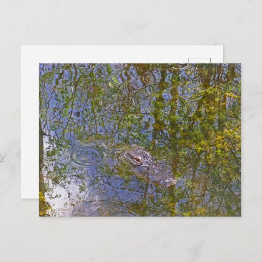 Alligator in Big Cypress National Preserve Florida Briefkaart (Voorkant / Achterkant)