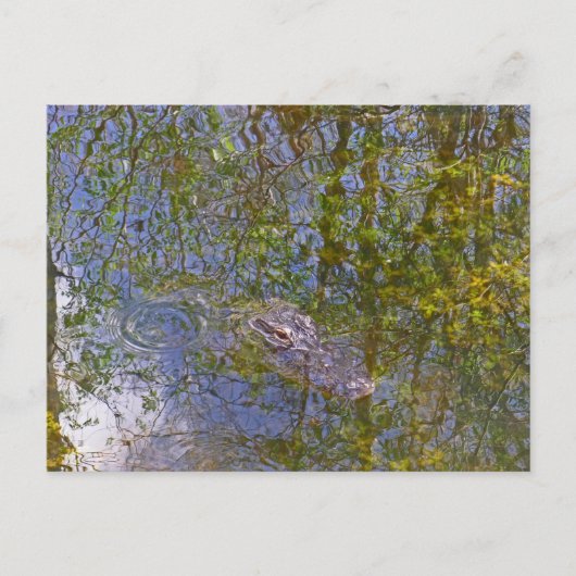 Alligator in Big Cypress National Preserve Florida Briefkaart (Voorkant)