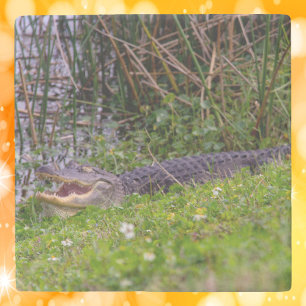 Alligator in de Gras Wetlands Foto Stenen Onderzetter