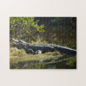 Alligator in de Sun Florida Legpuzzel (Horizontaal)