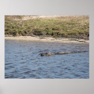 Alligator in de waterdruk poster