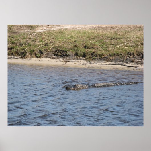 Alligator in de waterdruk poster (Voorkant)