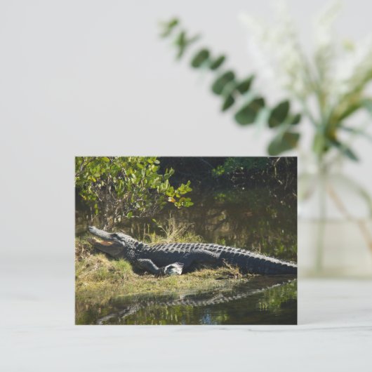 Alligator in de zon briefkaart (Staand voorkant)