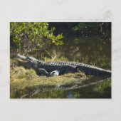 Alligator in de zon briefkaart (Voorkant)
