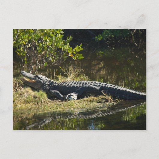 Alligator in de zon briefkaart (Voorkant)
