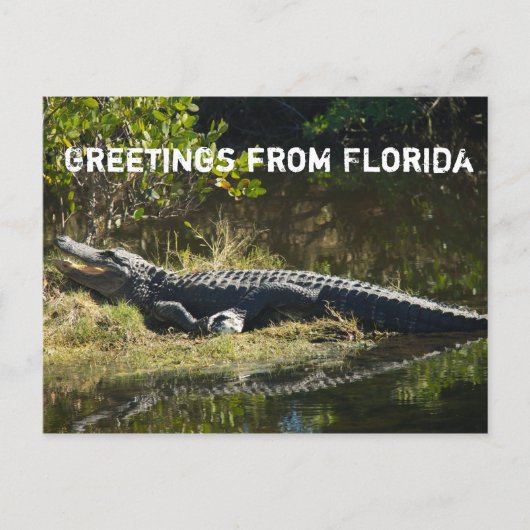 Alligator in de zon Personaliseer Briefkaart (Voorkant)