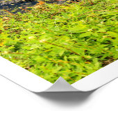 Alligator in Everglades National Park, Florida Poster (Hoek)