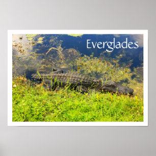 Alligator in Everglades National Park, Florida Poster