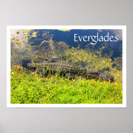 Alligator in Everglades National Park, Florida Poster (Voorkant)
