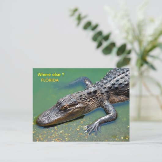 Alligator in Florida Briefkaart (Staand voorkant)