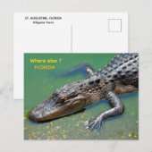 Alligator in Florida Briefkaart (Voorkant / Achterkant)