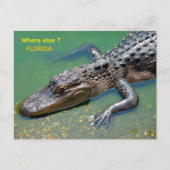 Alligator in Florida Briefkaart (Voorkant)