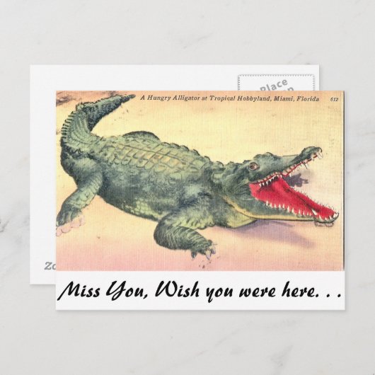 Alligator in Florida Briefkaart (Voorkant / Achterkant)