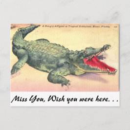 Alligator in Florida Briefkaart