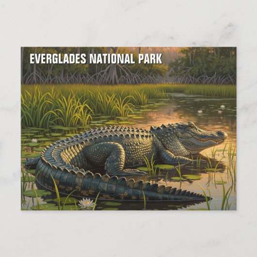 Alligator in het Everglades National Park Briefkaart (Voorkant)