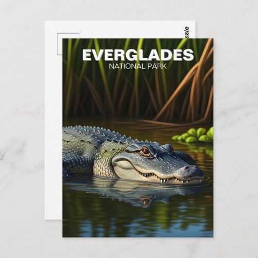 Alligator in het Everglades National Park Briefkaart (Voorkant / Achterkant)